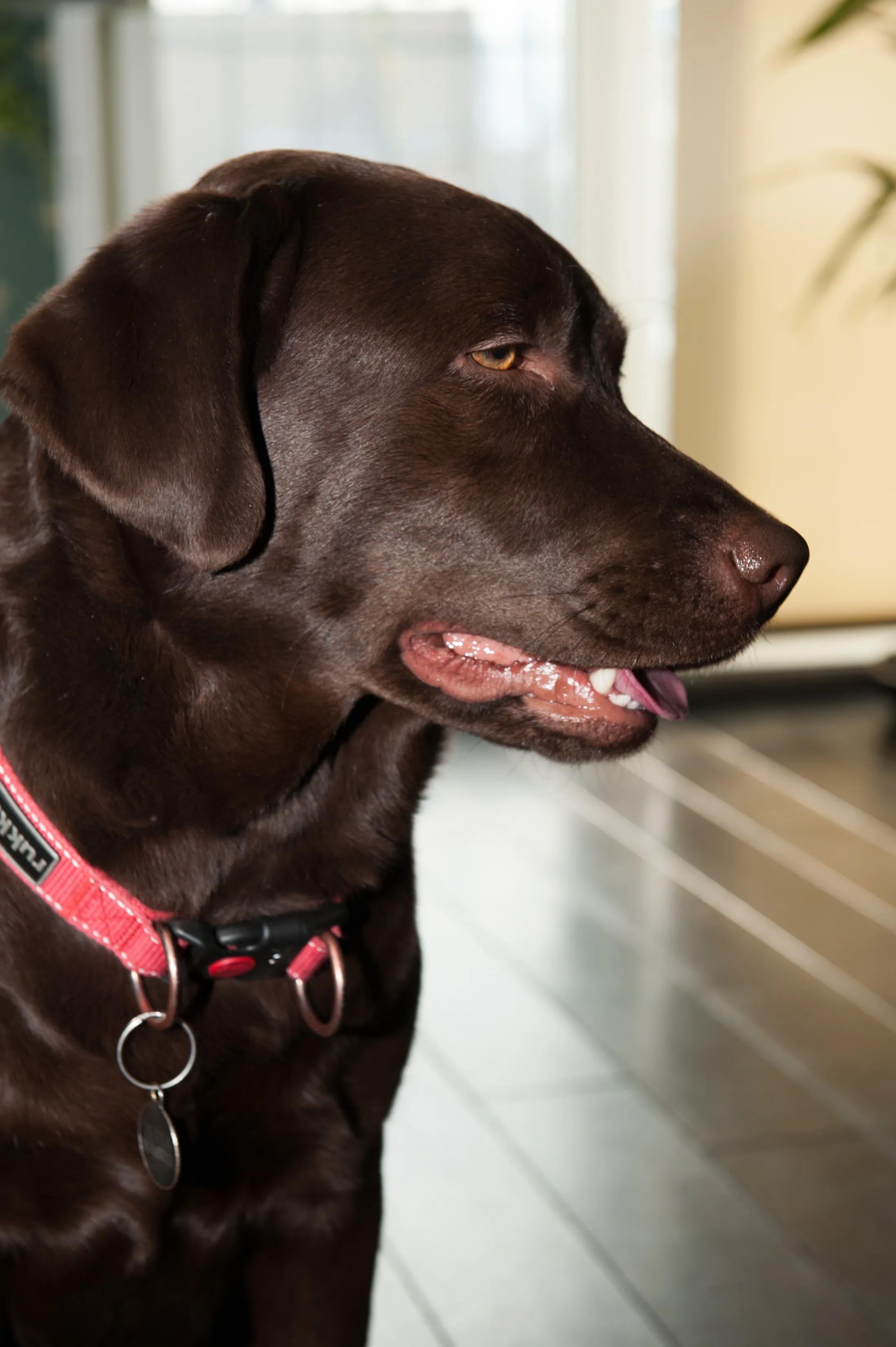 Zetta resting in the therapy office