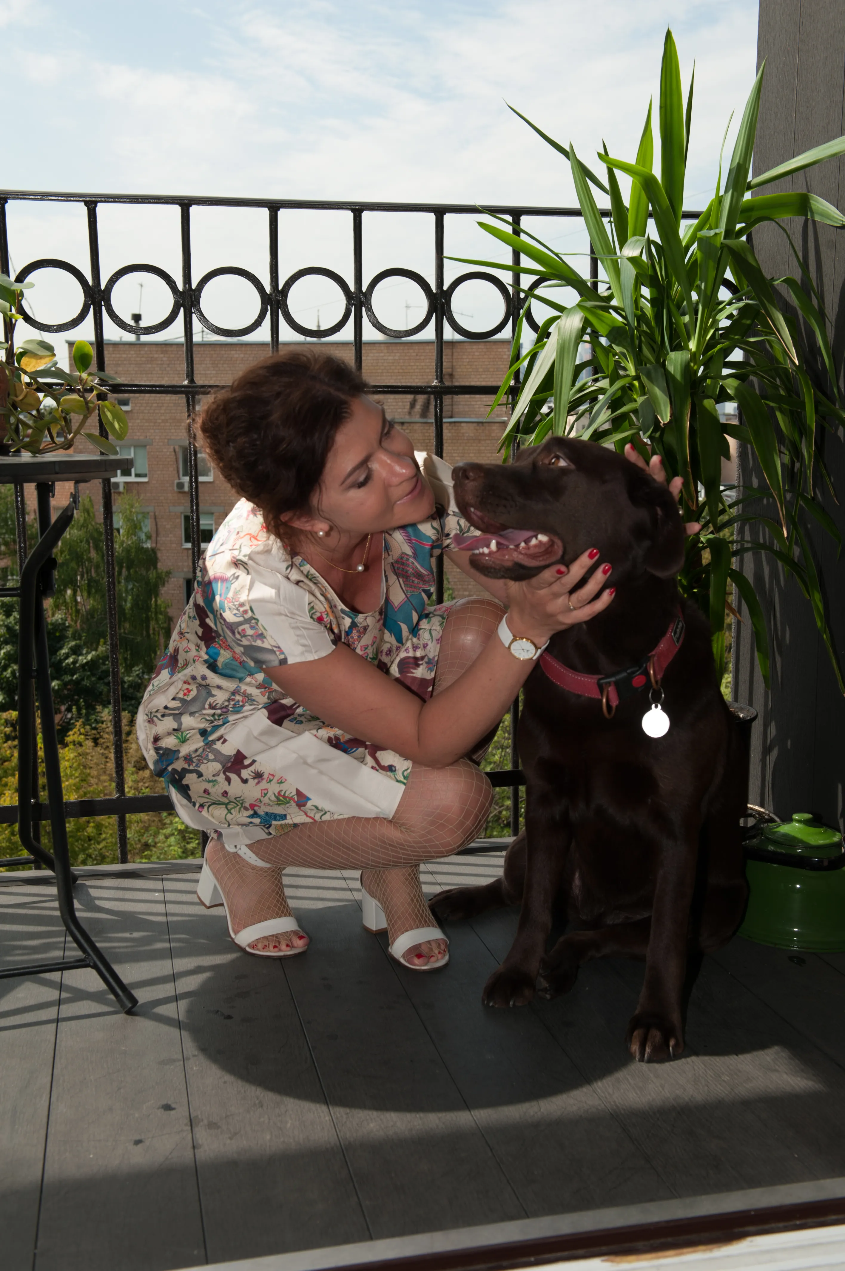 Zetta, the chocolate Labrador